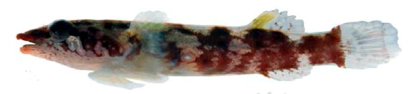 Apletodon incognitus_07